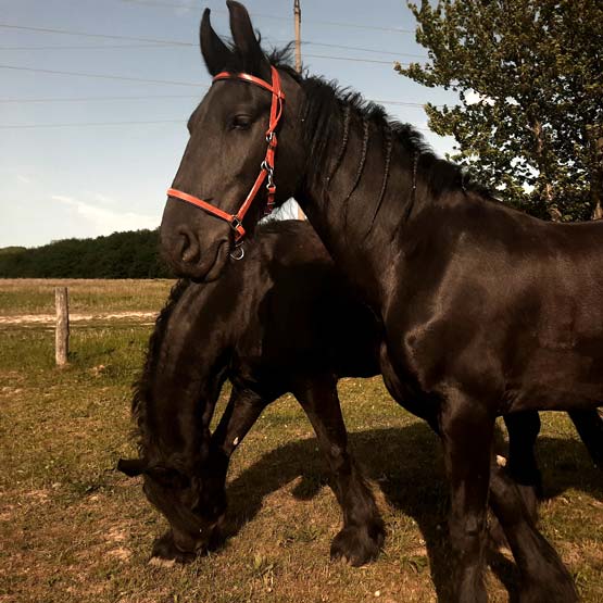 Знижка 20% на прогулянку на Фризькому коні від Infinite Ride Horse Ranch 